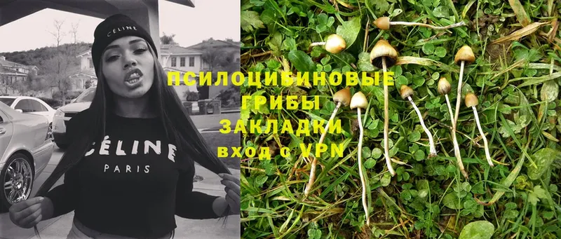 Псилоцибиновые грибы Psilocybe  Камышин 